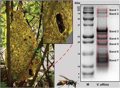 Stings on wings: Proteotranscriptomic and biochemical profiling of the lesser banded hornet (Vespa affinis) venom